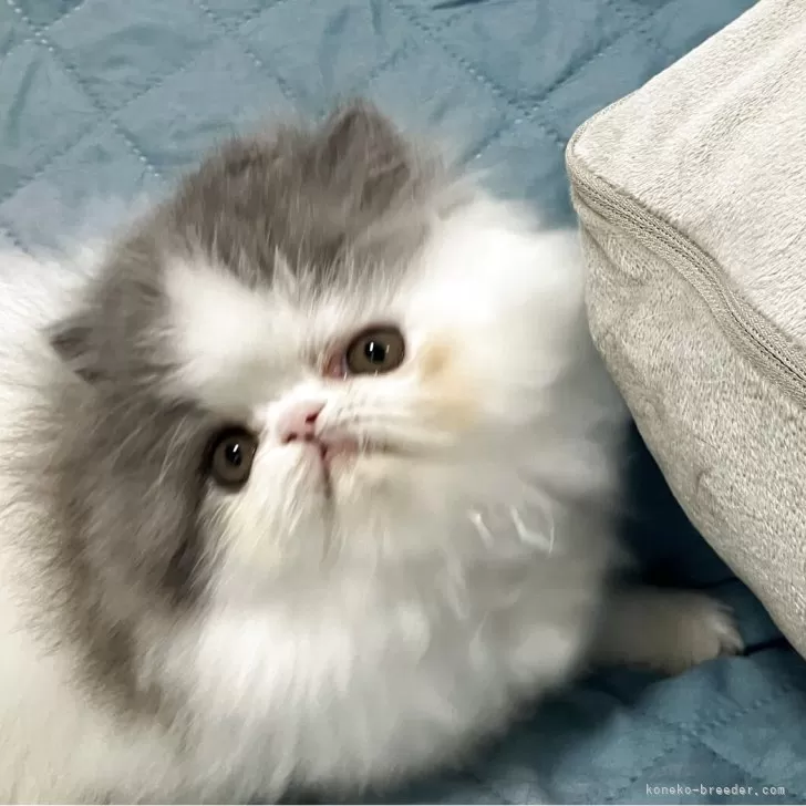 ID：2505-02482の子猫