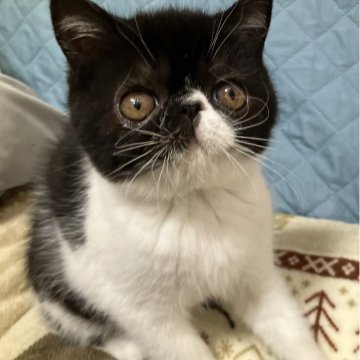 エキゾチックショートヘア【京都府・男の子・2025年8月26日・ブラック&ホワイト（ふわふわです✨）】の写真「穏やかで陽気な男の子です」