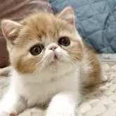 エキゾチックショートヘア