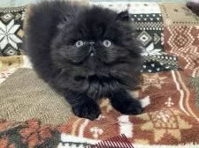 エキゾチックショートヘア【京都府・男の子・2025年11月6日・ブラック ロングヘア】の写真6