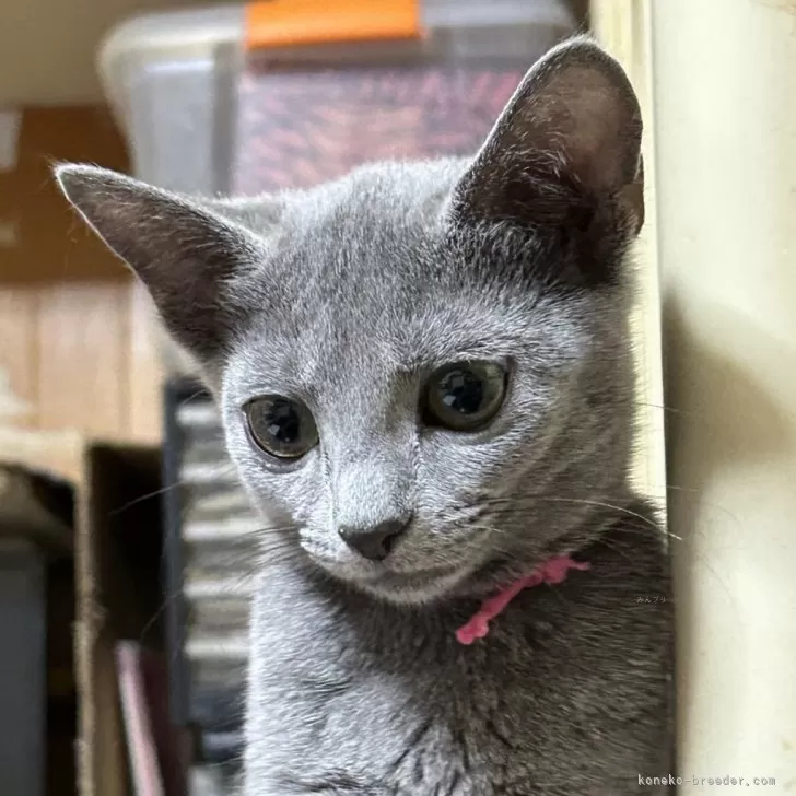 ID:2404-01147の子猫