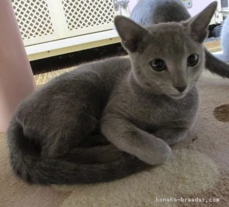 ID:1808-01212の子猫