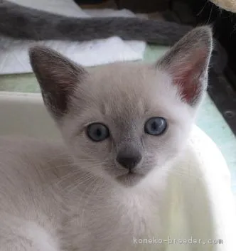 ID:1809-01063の子猫