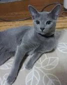 ロシアンブルー【愛媛県・男の子・2018年6月17日・淡いブルー(グレー)】の写真1「12/23撮影」