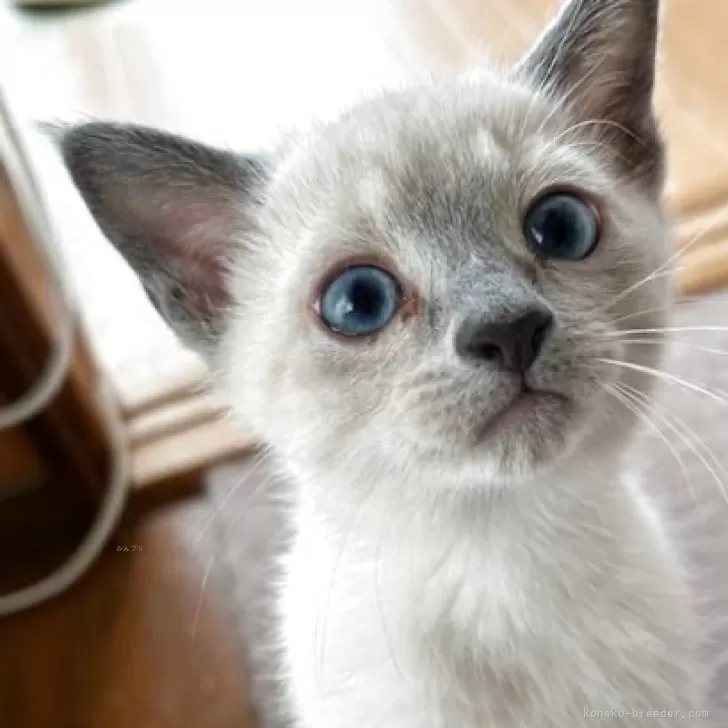 ID：2506-02139の子猫