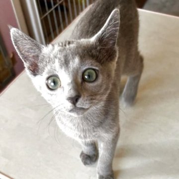 ロシアンブルー【愛媛県・男の子・2025年9月9日・ブルーの淡い上品な色（手触りの良いフワフワ毛質）】の写真「抱っこも肩乗りも背中乗りも大好きな甘えん坊の男の子」