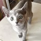 ロシアンブルー