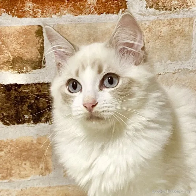 ID：2108-00916の子猫