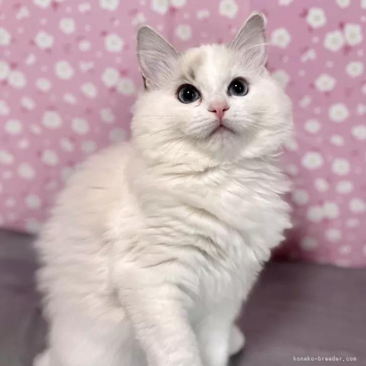 ID：2403-00159の子猫