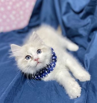 ラグドール【神奈川県・男の子・2022年2月15日・ブルーリンクスポイントバイカラー（柔らか）】の写真「一番大きく、優しい子。爪も黙って切らせます。」