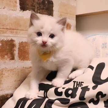 ラグドール【神奈川県・男の子・2018年5月1日・ブルーポイントバイカラー（柔らか）】の写真「体のガッチリした男の子です。目の色が濃い。」