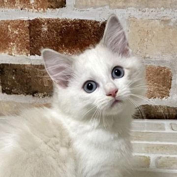 ラグドール【神奈川県・女の子・2021年5月7日・ブルーリンクスポイントバイカラー（柔らか）】の写真「目の可愛い子。背中に薄く模様が出ています。」