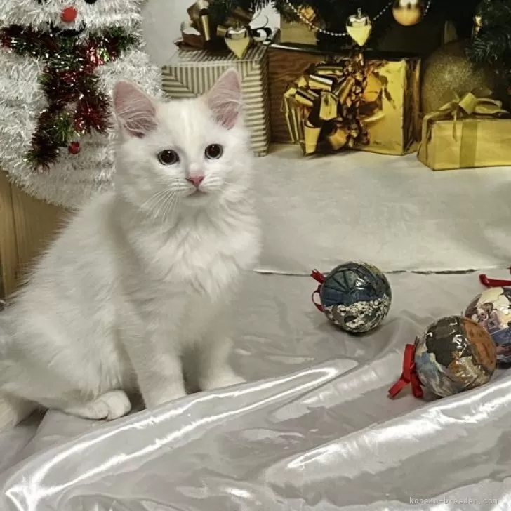 ラグドール【神奈川県・男の子・2025年9月5日・クリームポイントバイカラー】の写真1