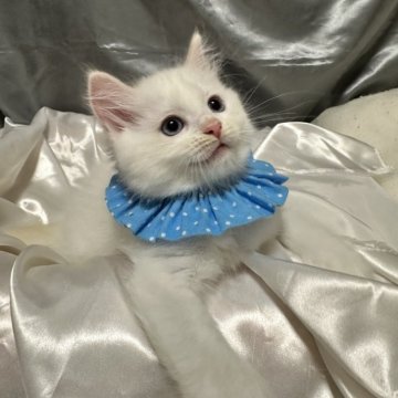 ラグドール【神奈川県・男の子・2025年9月5日・クリームポイントバイカラー（ふわふわ柔らか）】の写真「今月中に見学・ご成約頂いた方には特典有り‼️」