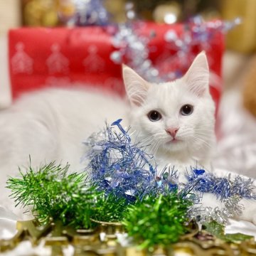 ラグドール【神奈川県・男の子・2025年9月5日・レッドポイントバイカラー（ふわふわ柔らか）】の写真「本日よりクリスマス🎄までセール‼️」