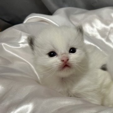 ラグドール【神奈川県・男の子・2025年10月16日・ブルーポイントバイカラー（ふわふわ柔らか）】の写真「とても綺麗なお顔の男の子です。なんでもやる気満々｡」