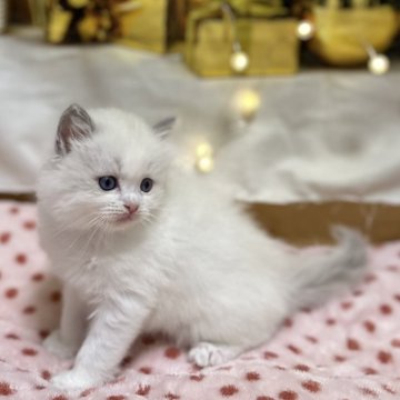 ラグドール【神奈川県・男の子・2025年10月16日・ブルーポイントバイカラー（ふわふわ柔らか）】の写真「とても綺麗なお顔の男の子｡元気いっぱい遊んでいます」