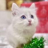 ラグドール【神奈川県・女の子・2025年10月16日・ブルートーティーポイントバイカラー】の写真2