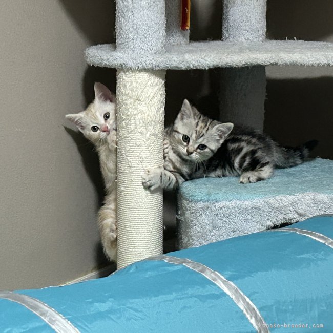 川端勇樹ブリーダーのブログ：子猫たちの成長とママ猫自慢