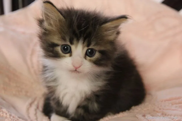 ID:1601-00072の子猫