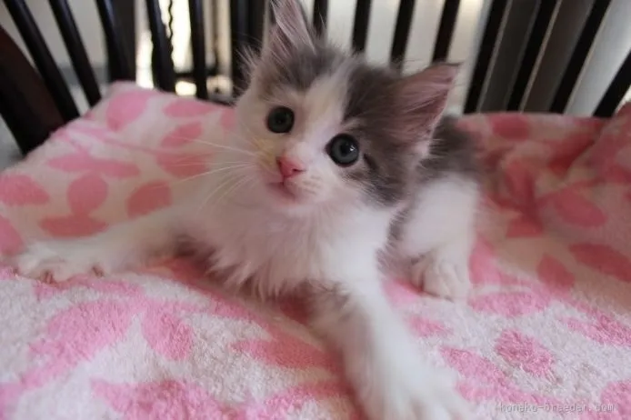 ID：1507-00606の子猫