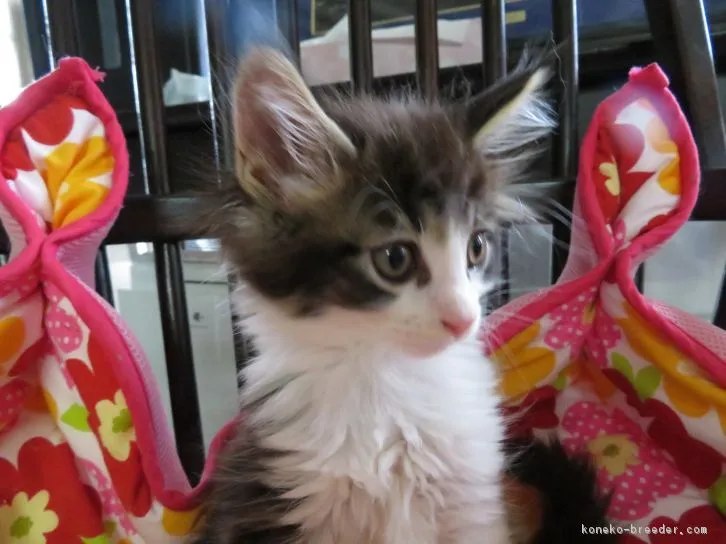 ID：1605-00364の子猫