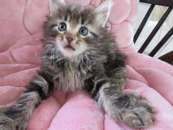 ID：1611-00121の子猫