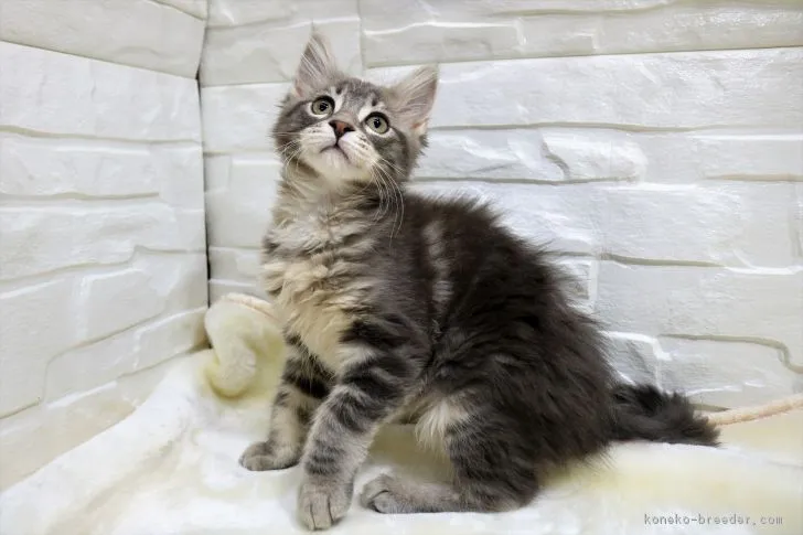 ID:1812-00964の子猫