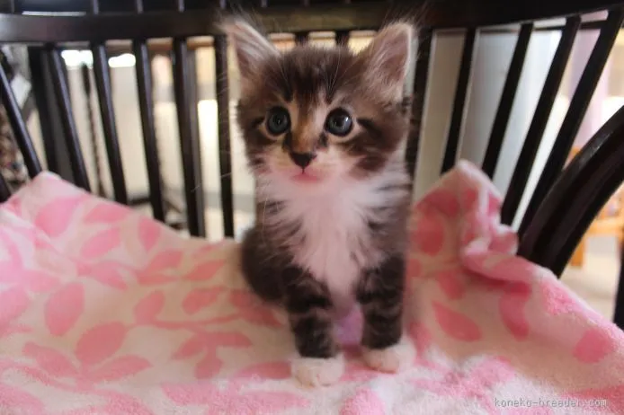 ID:1508-00199の子猫