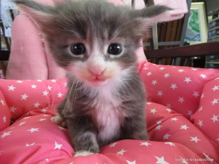 ID:1708-00847の子猫