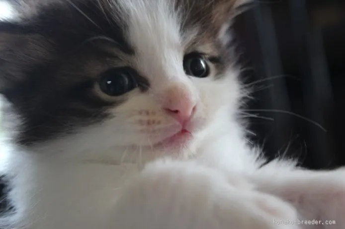 ID:1508-00220の子猫