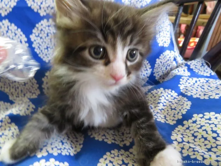 ID:1706-00208の子猫