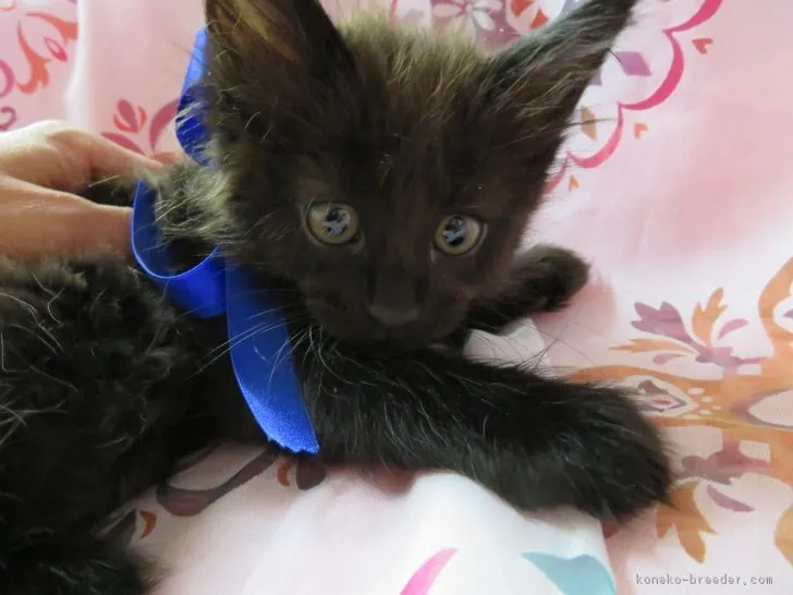 ID:1704-00918の子猫