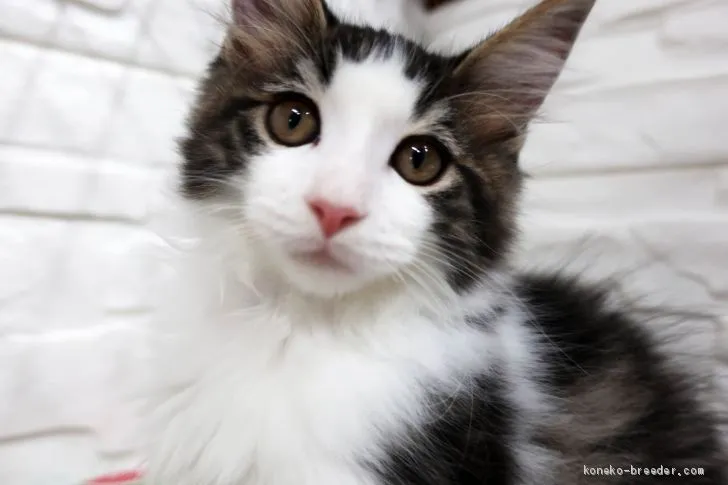 ID：1906-02179の子猫