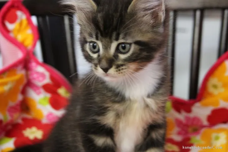 ID：1605-00209の子猫