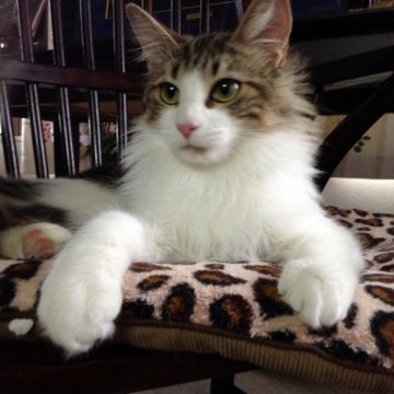 メインクーン【愛媛県・女の子・2014年3月15日・ブラウンタビー&ホワイト】の写真「甘えっこ。人になついている。」