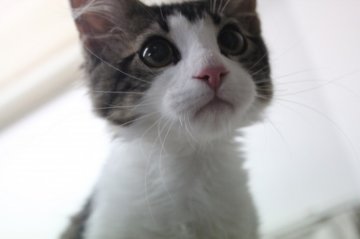 メインクーン【愛媛県・男の子・2014年3月15日・ブラウンタビー&ホワイト】の写真「目がきれいです」