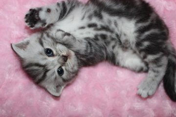 スコティッシュフォールド【愛媛県・男の子・2014年5月1日・シルバータビー】の写真「目がかわいい」