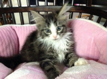 メインクーン【愛媛県・男の子・2014年9月15日・ブラウンタビー（ロング）】の写真「ロング　美猫」