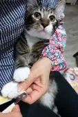 メインクーン【愛媛県・男の子・2019年2月20日・ブラウンタビー&ホワイト】の写真4「爪切りできます。トイレトレーニングもできています。」