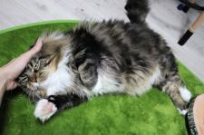 メインクーン【・男の子・2015年8月2日・ブラウンタビー】