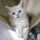 アメリカンショートヘア【愛媛県・男の子・2025年4月11日・クリームタビー】の写真13「ハンモック独り占めでドヤっ⭐︎」