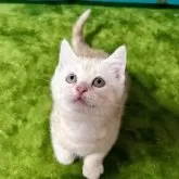 アメリカンショートヘア【愛媛県・男の子・2025年4月11日・クリームタビー】の写真4「おもちゃを狙って…ジャンプ準備中‼︎」