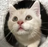 アメリカンショートヘア【愛媛県・男の子・2025年4月11日・クリームタビー】の写真3「舌しまい忘れてますよ♡」