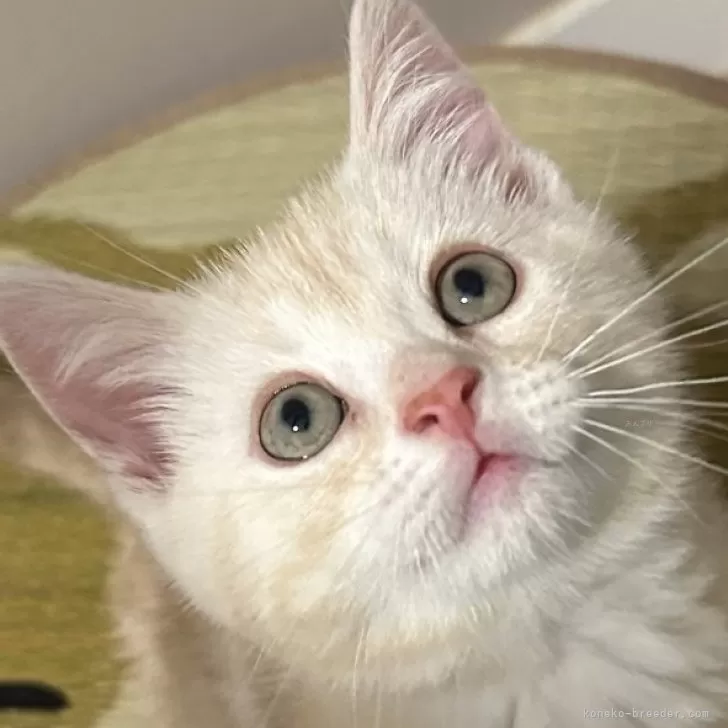 ID：2505-02367の子猫