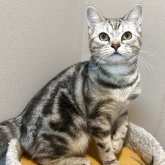 アメリカンショートヘア