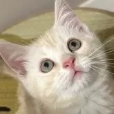 アメリカンショートヘア【愛媛県・男の子・2025年4月11日・クリームタビー】の写真1「6/11おもちゃを狙って真剣な顔⭐︎」