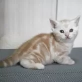 アメリカンショートヘア【愛媛県・男の子・2025年4月11日・クリームタビー】の写真5「え、僕ですか⁉」