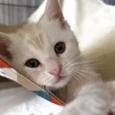 アメリカンショートヘア【愛媛県・男の子・2025年4月11日・クリームタビー】の写真11「ハンモック始めました♪ゆらゆら感にうっとり」