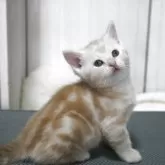 アメリカンショートヘア【愛媛県・男の子・2025年4月11日・クリームタビー】の写真7「見返り美男子☆つぶらな瞳」